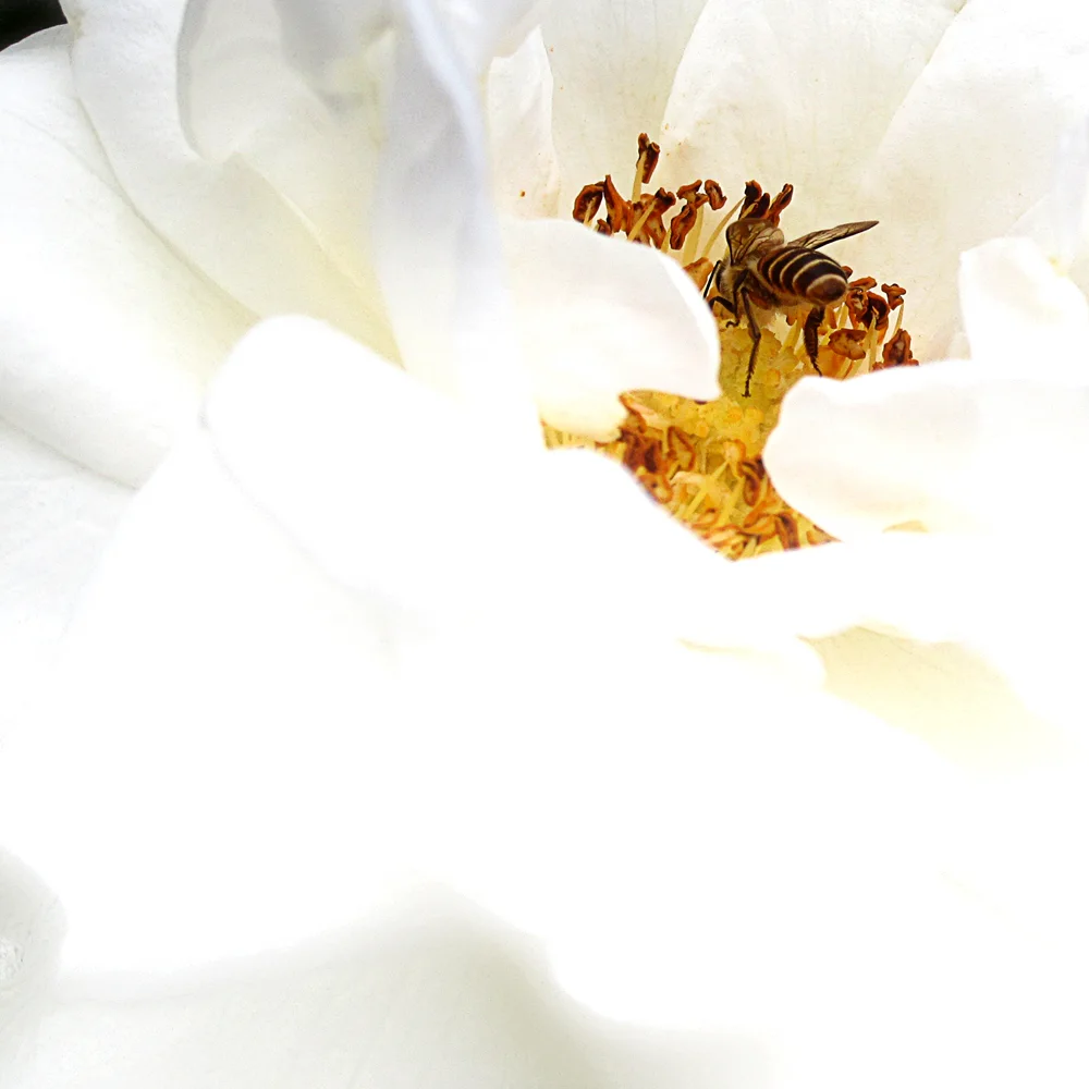 Bee inside a white flower