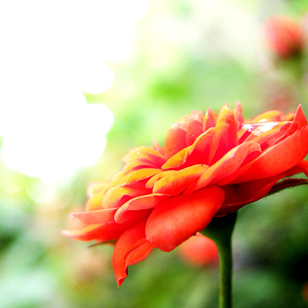 Orange rose in bright natural light