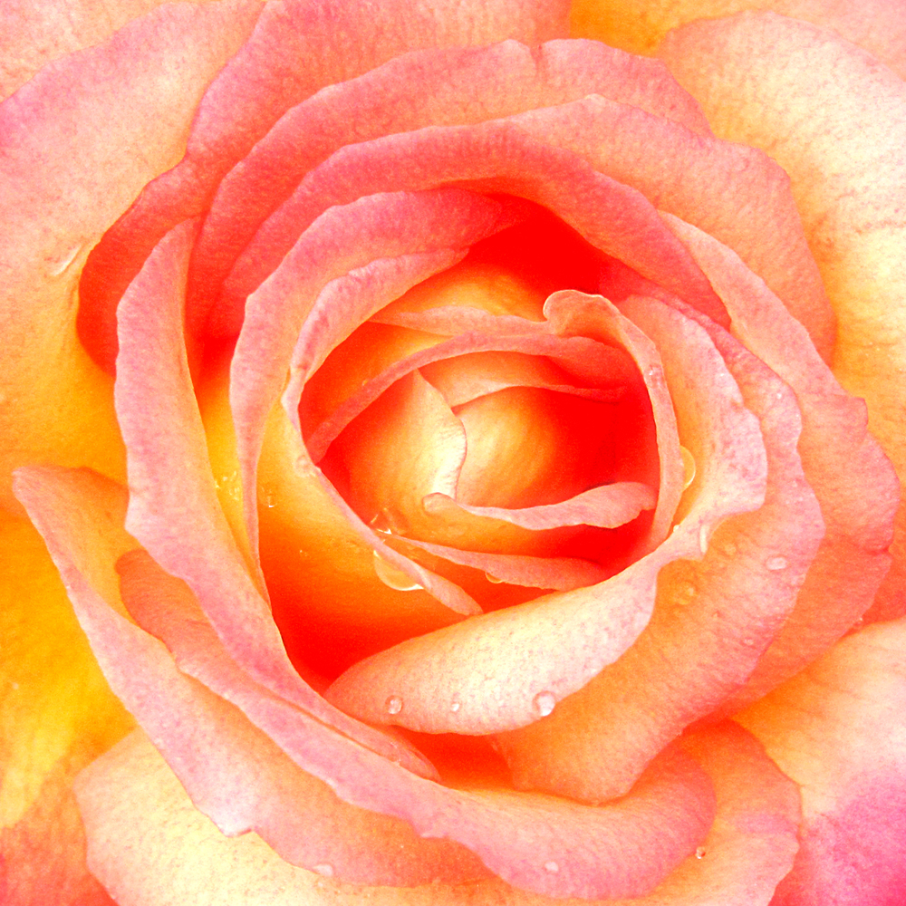 Close-up photograph of an orange-pink rose